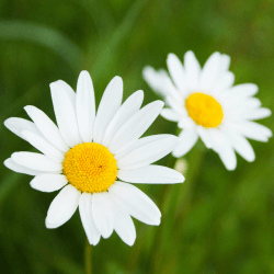 Daisy flower